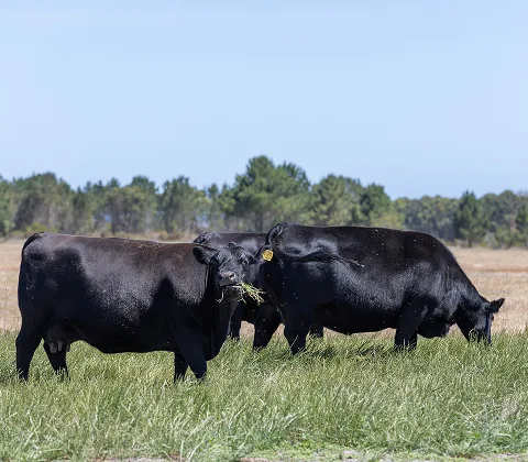 Three black cows grazing on green grass in a field. The background features a line of trees under a clear blue sky with minimal clouds.