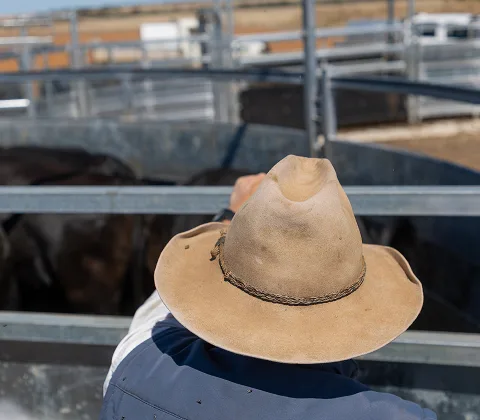 A person wearing a wide-brimmed hat is reaching over the edge of a metal pen, with cattle visible inside the enclosure. The background shows a farm landscape under a clear blue sky.