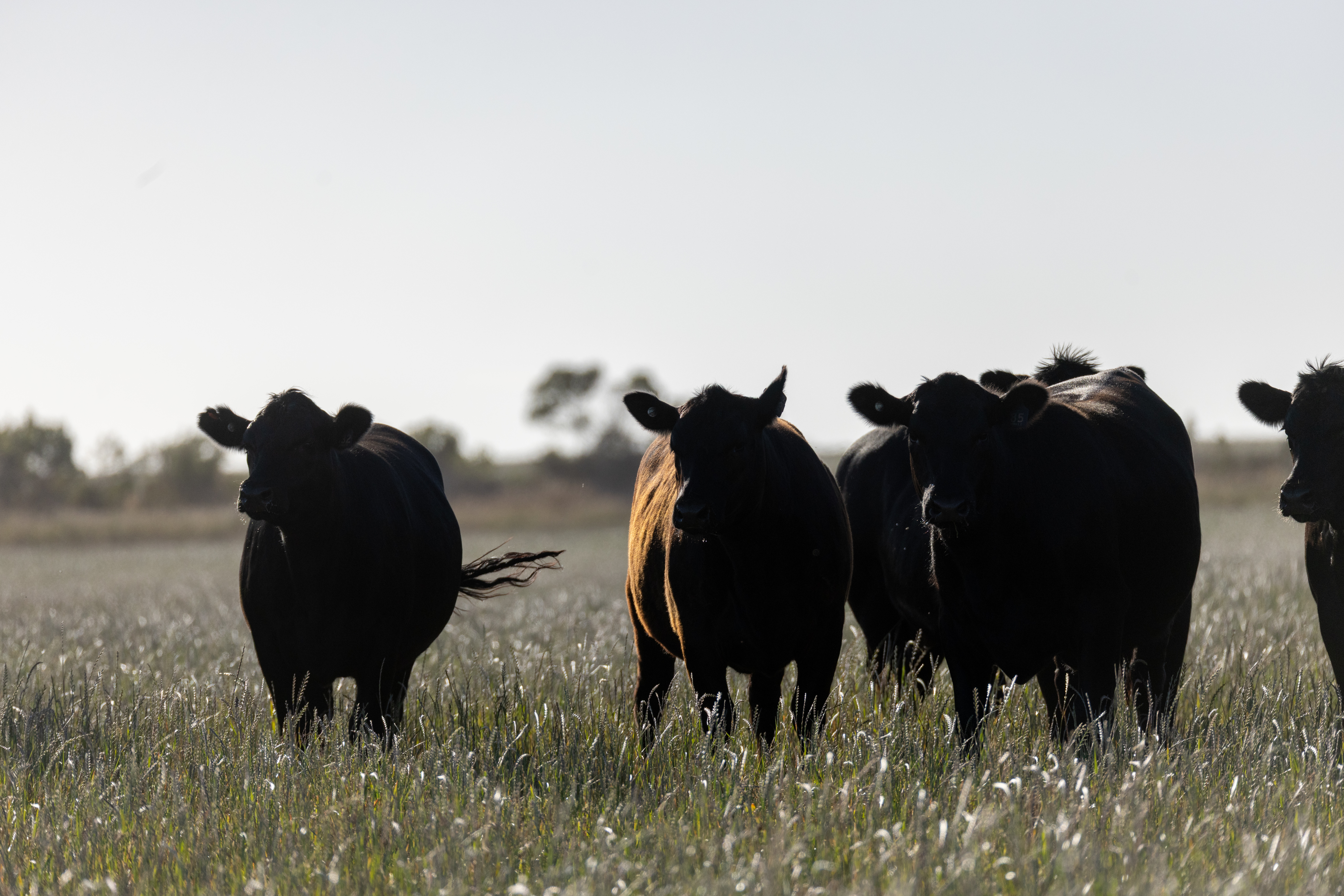Angus cattle backlit morning
