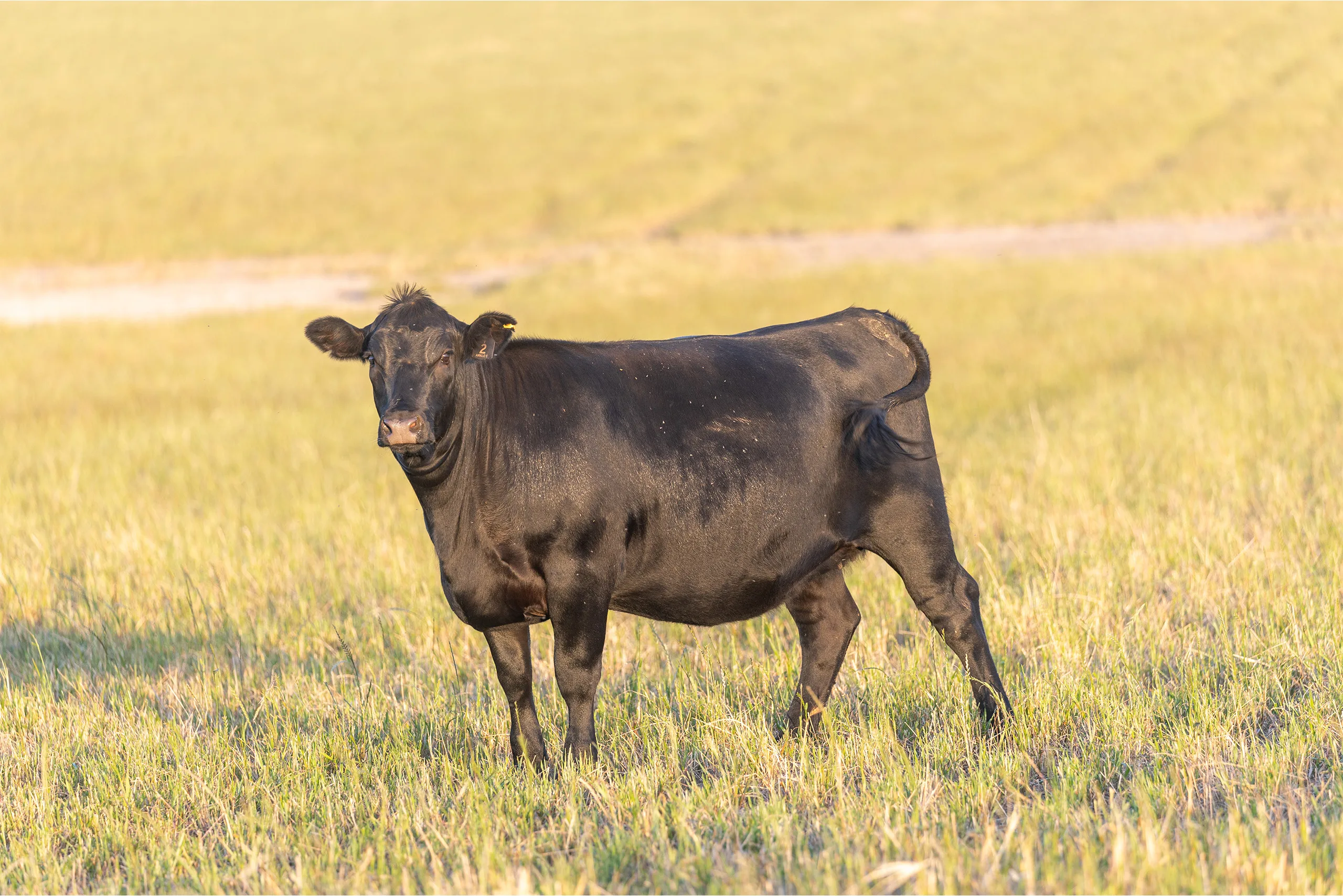 Angus cow portrait pasture