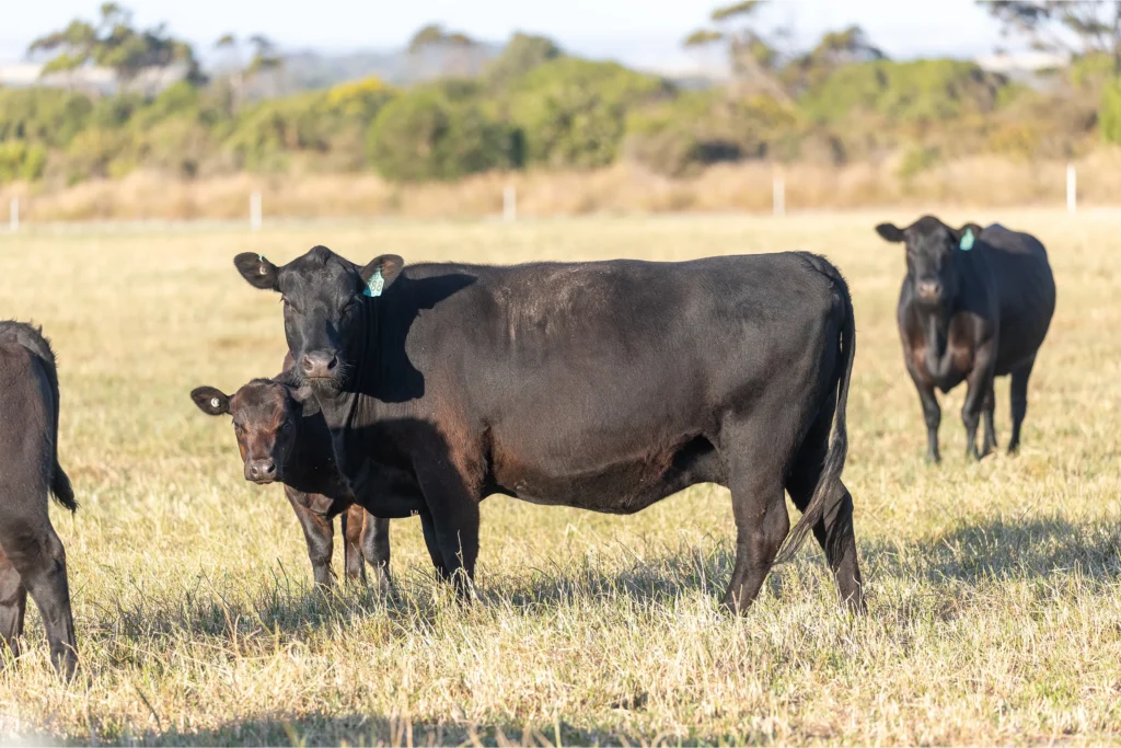 Angus cow with calf pasture