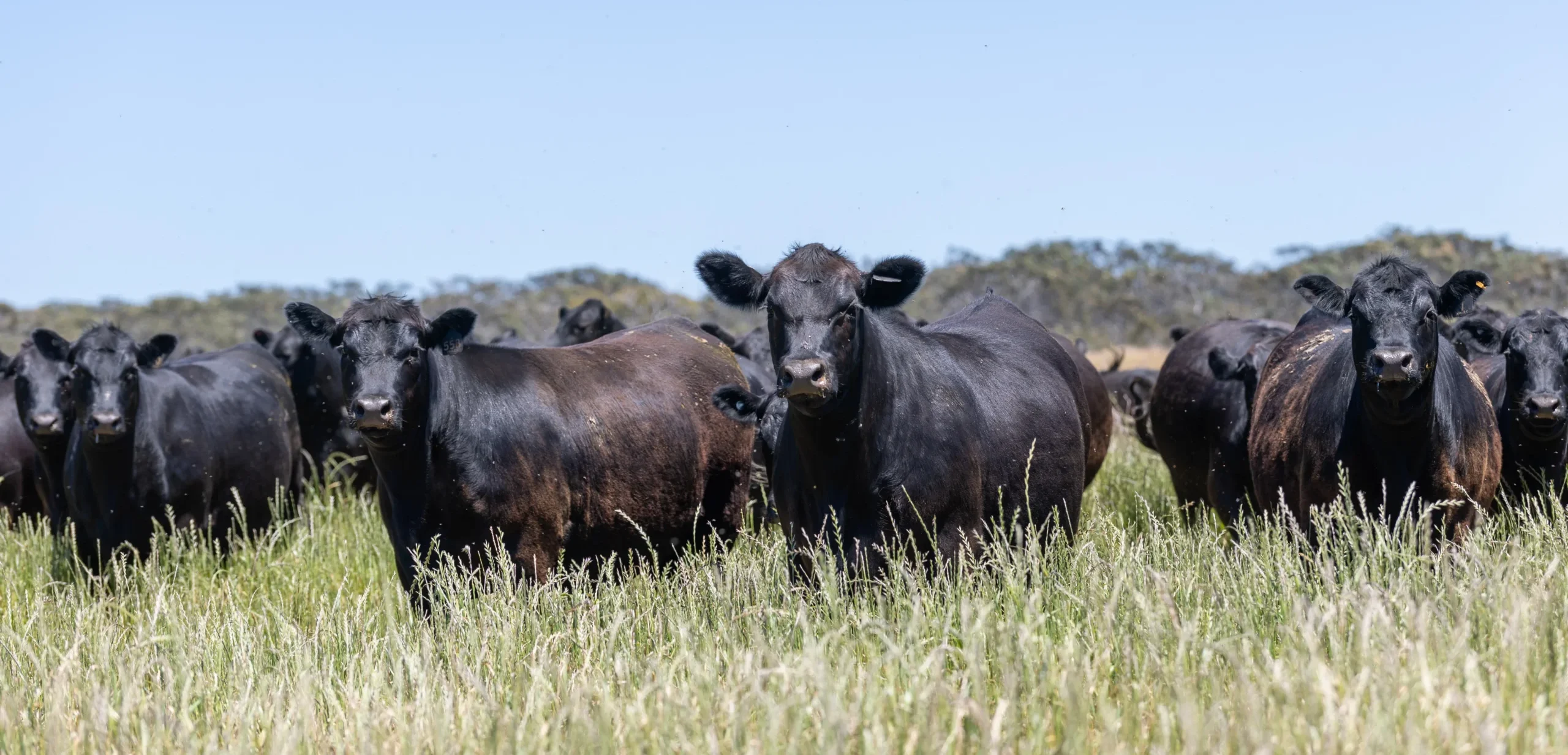Black angus herd field
