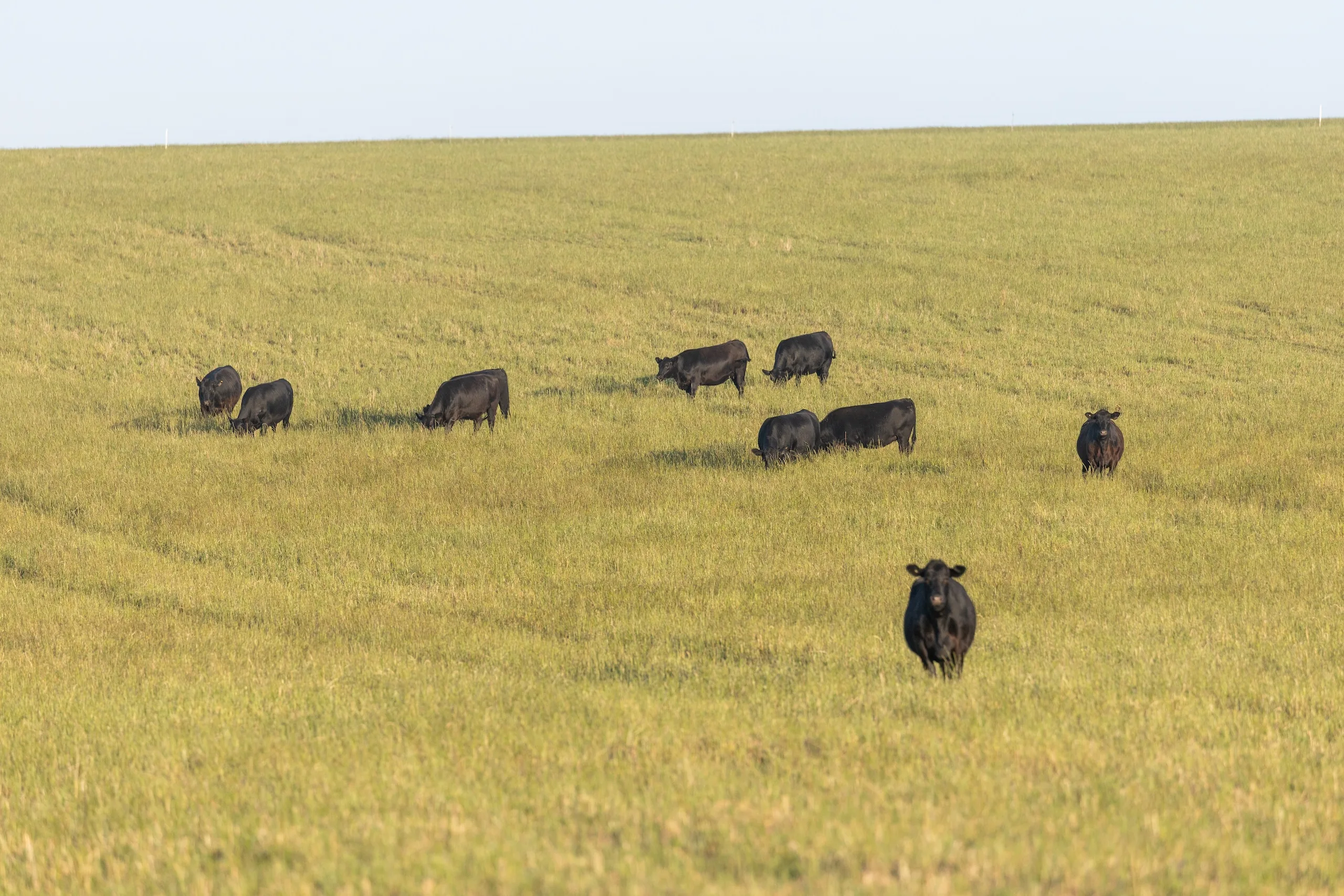 Loose herd of cows at bedford harbour