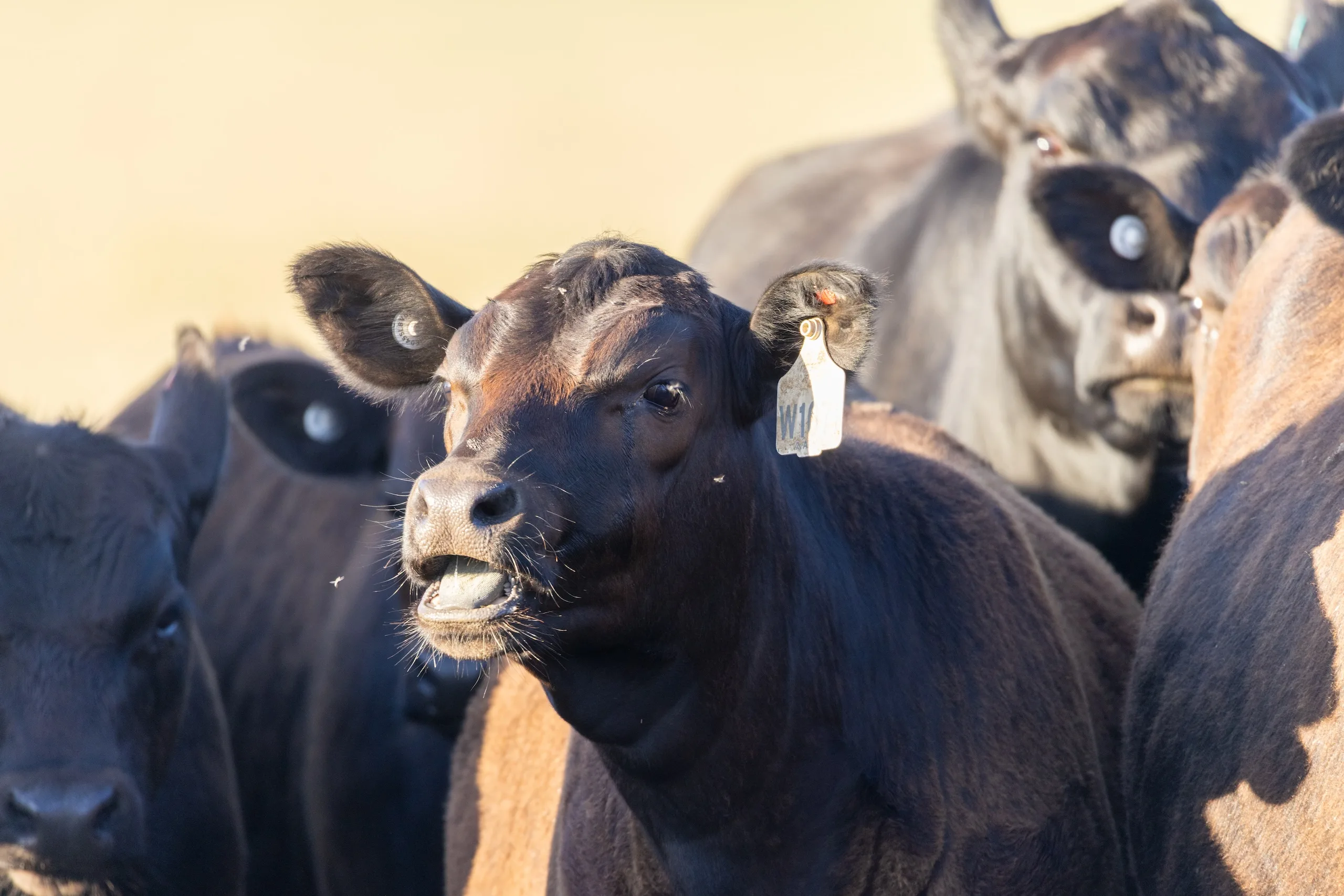 Tagged cows at bedford harbour
